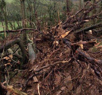 Skeusen: Daniel Coey