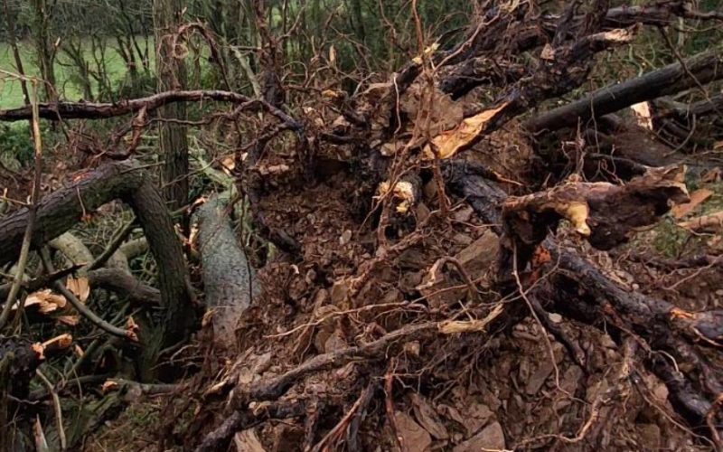 Skeusen: Daniel Coey