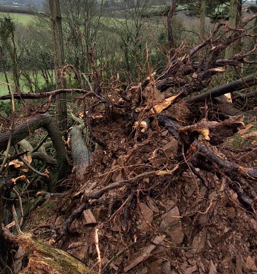 Skeusen: Daniel Coey